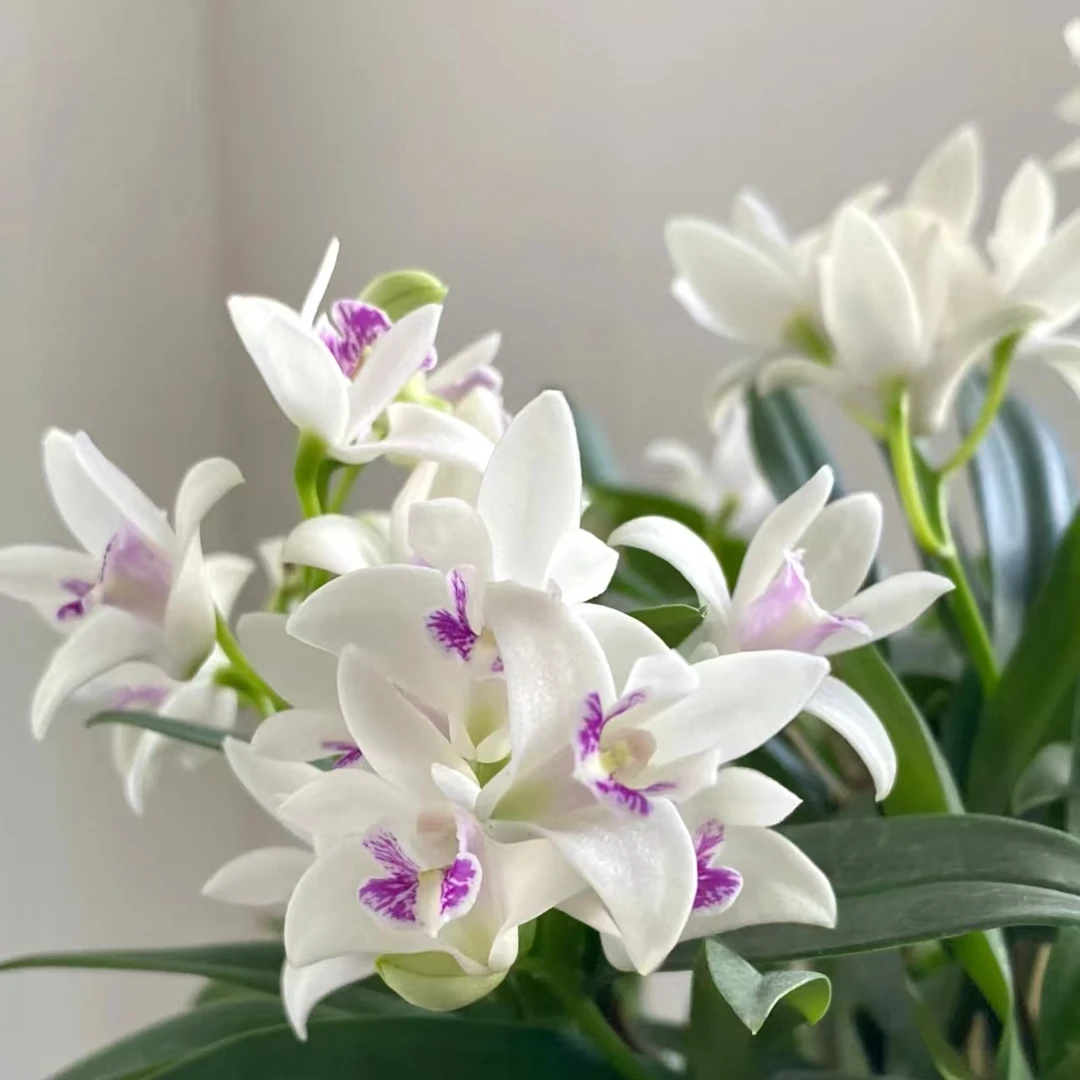 白花紫心澳洲香水石斛 (多苗)爆花耐寒好养室内阳台 云南鲜花绿植