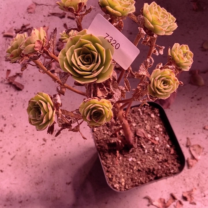 7320山地玫瑰花群