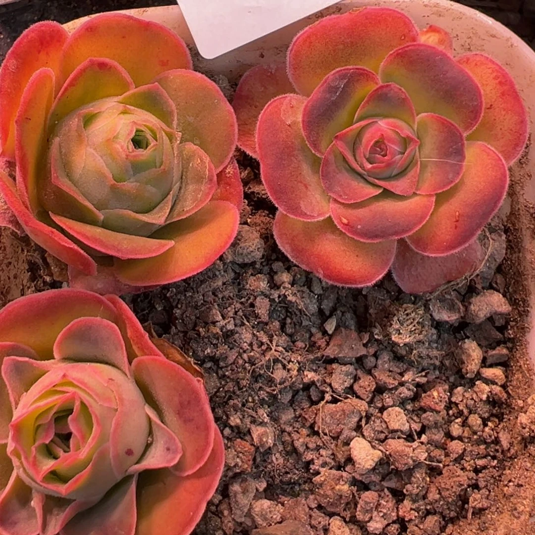 HR834不知名福利一盆