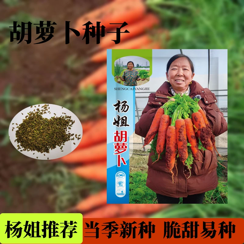 【生菜杨姐推荐胡萝卜种子】生吃脆甜四季田园胡萝卜种子