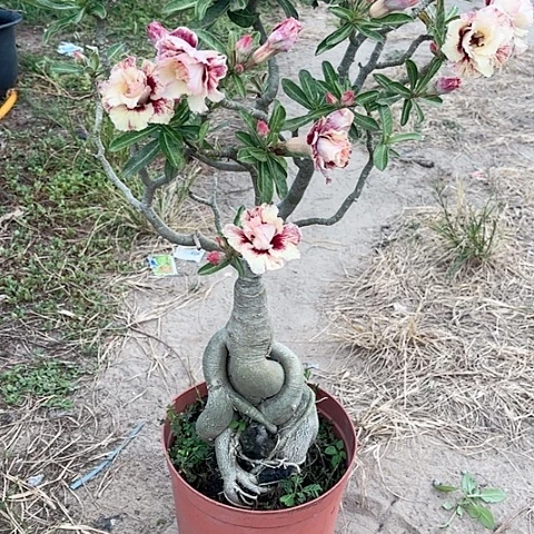 沙漠玫瑰之花盛开