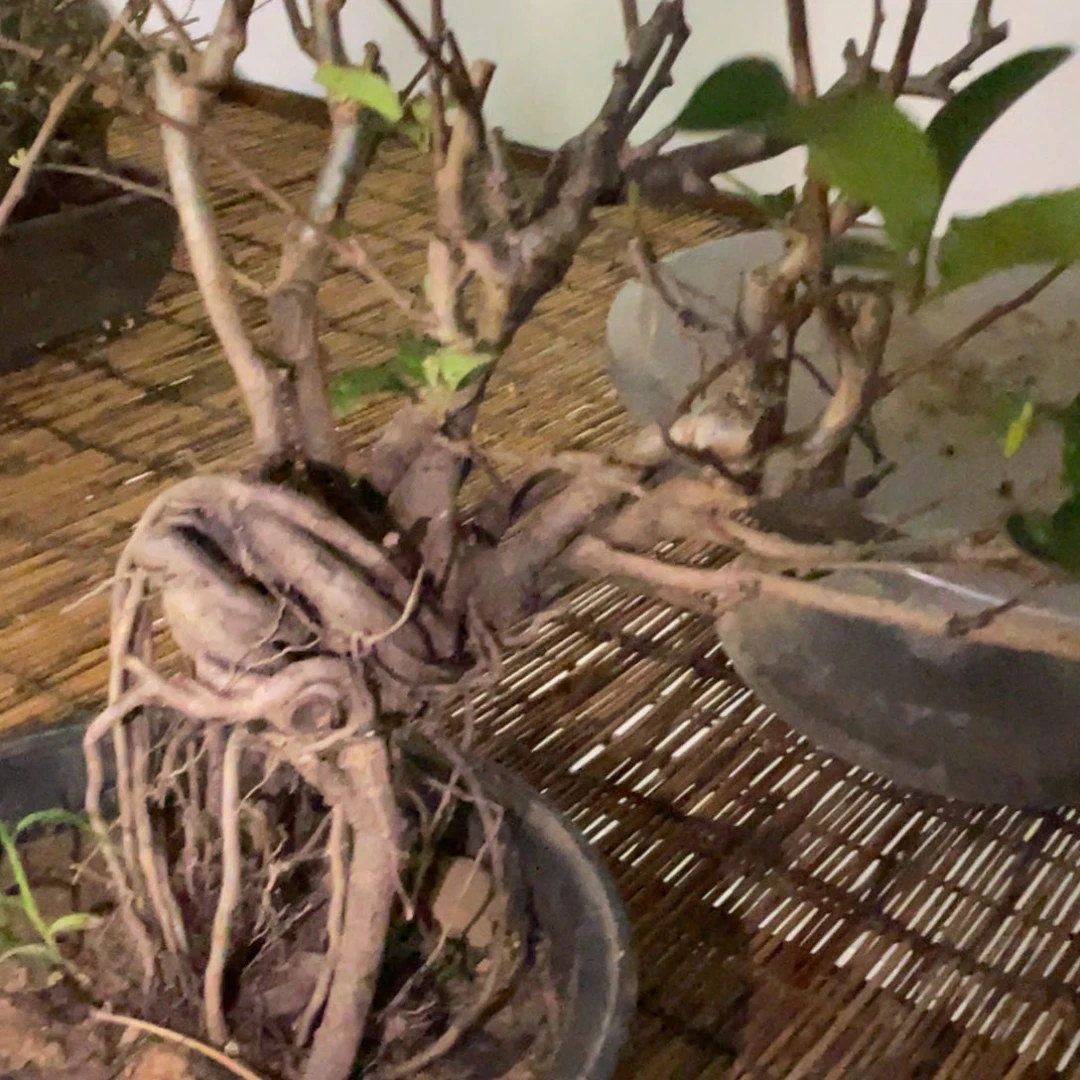 无花朵原生海棠404040