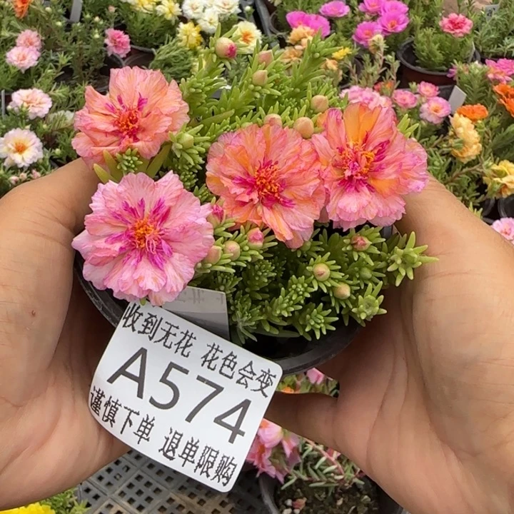 当前无花朵，栽培后可花朵A574超小苗盆口10cm