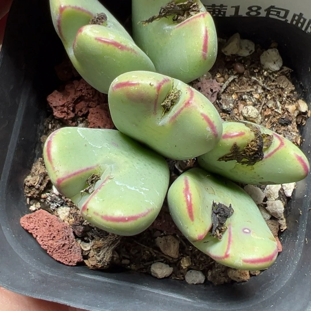 【闪购商品】270……