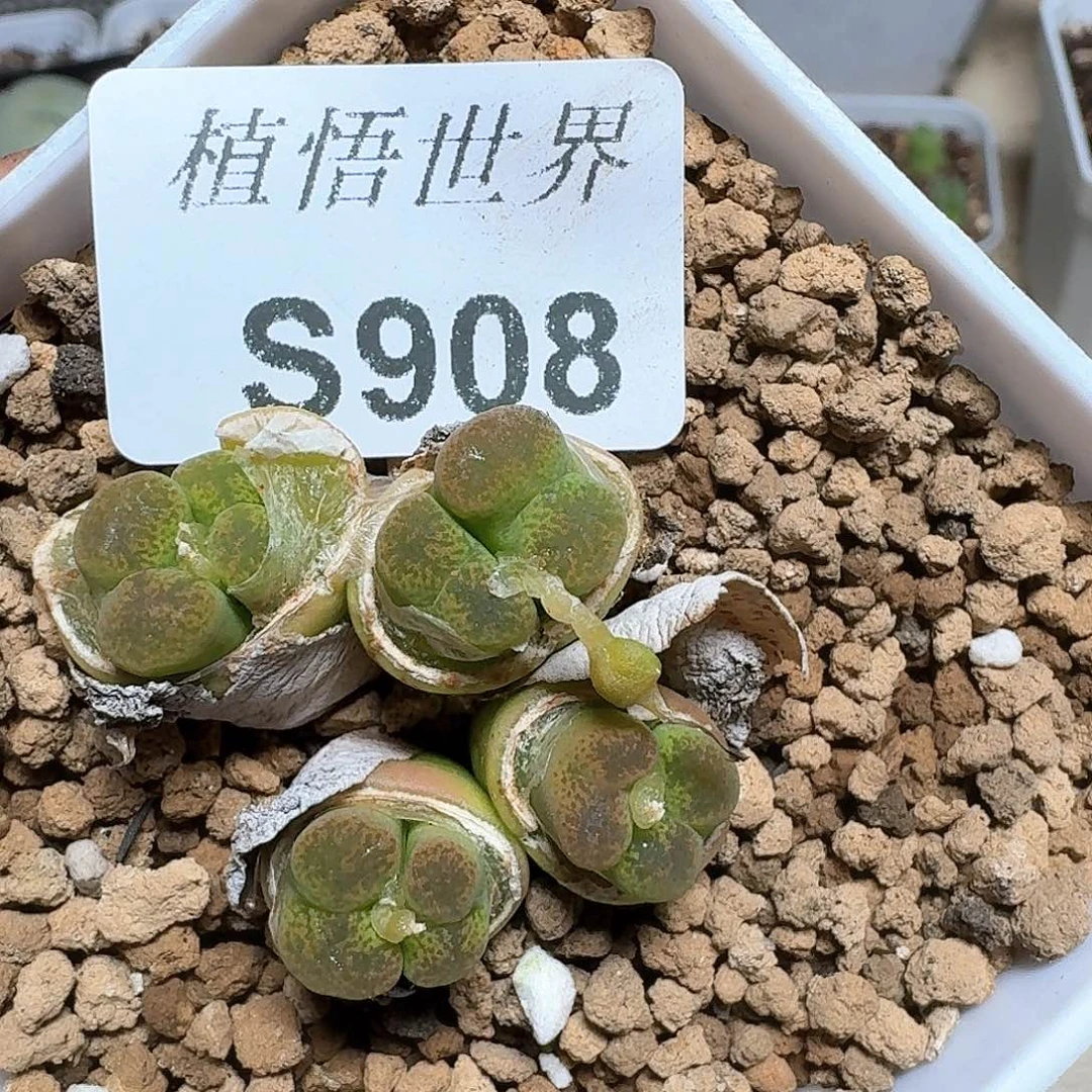 908号多肉植物哇cv