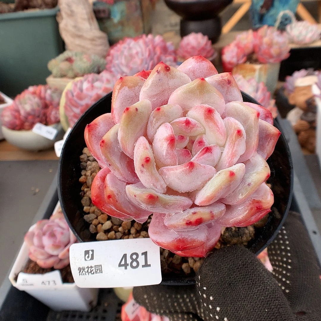 481日本雪天使多肉植物