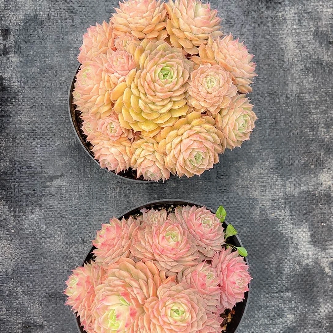 笨吧杂昂斯诺0000000