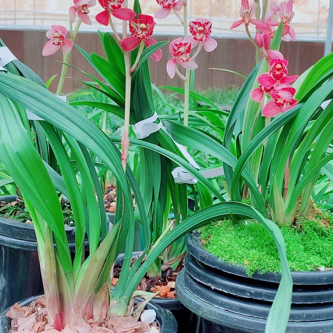 陈***昌全部花苞一物一漂亮开花