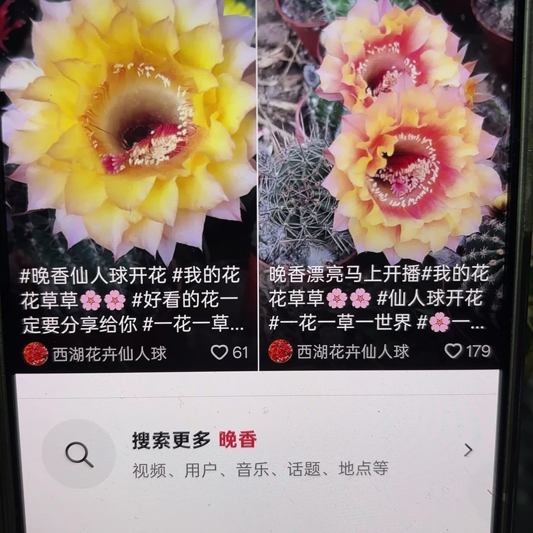 晚香彩侧牙20包邮小29