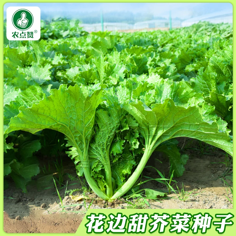 【花边甜芥菜种子】饺子菜想芥菜种籽四季速生春秋季盆栽蔬菜种孑