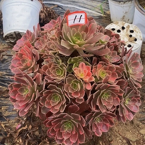 金丝雀老桩捧花法师11号