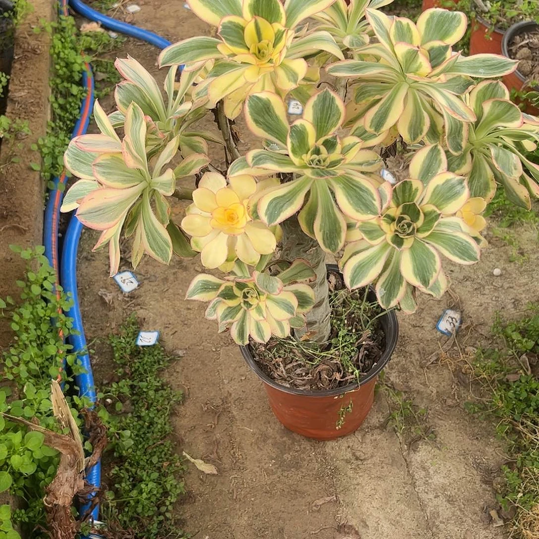 12燕姿无主头法师多肉植物