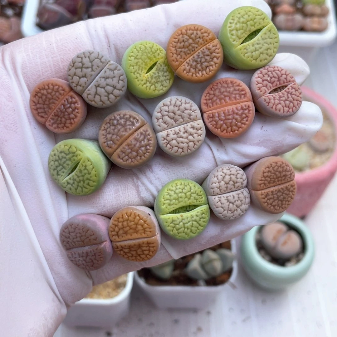 47号 彩色富贵玉8888