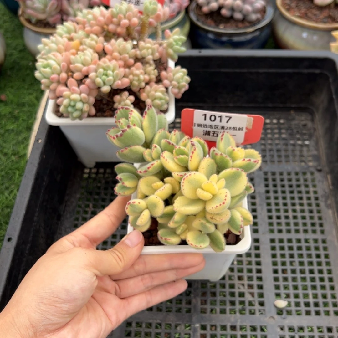 表妹精品多肉1017.
