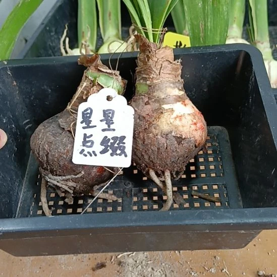 无花朵星星点缀2个5+