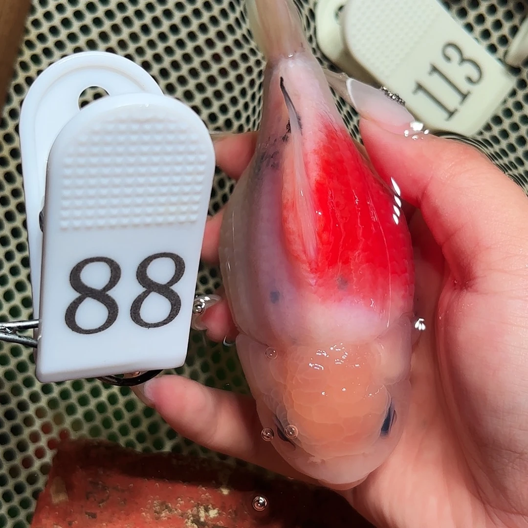 金鱼拍包装包邮，不拍包装顺丰到付