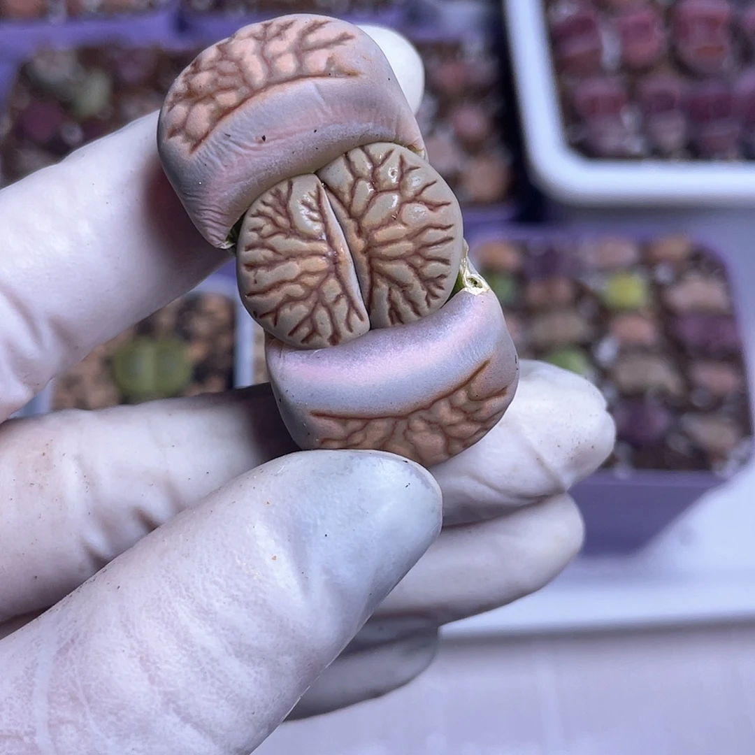 667 菊化石……………………