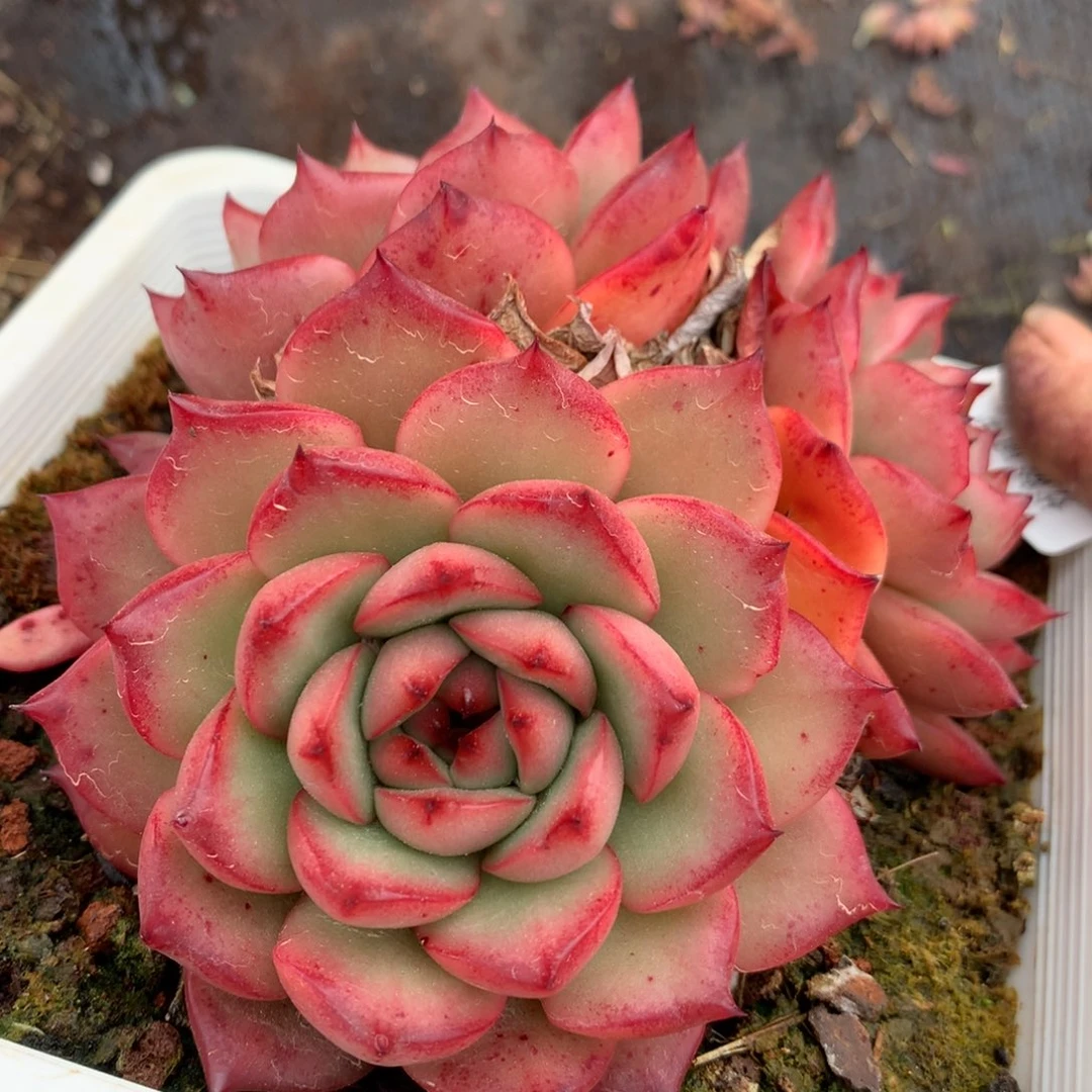 250杂交多肉11冠幅