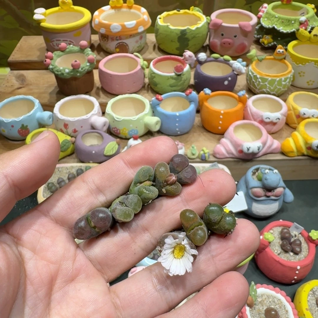 别***字蘑菇1029风铃彩拼