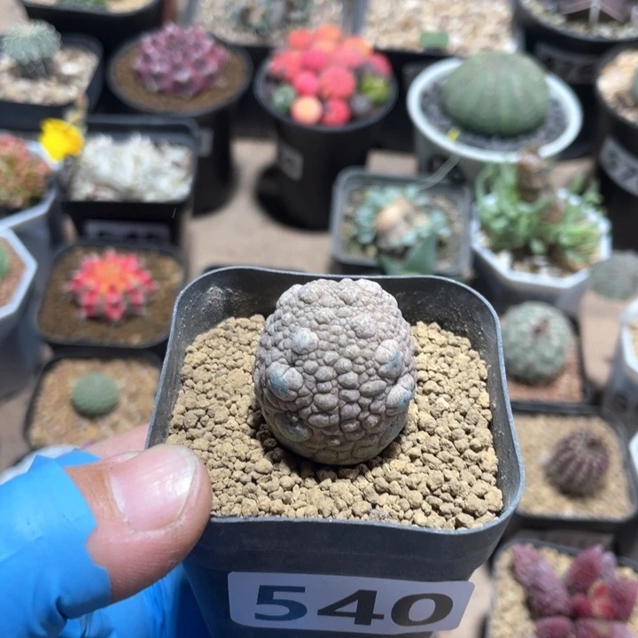 越*樾540凝提玉仙人球