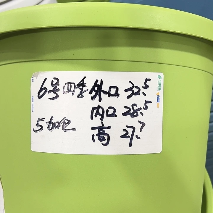 特价6号四季口32.5高27.7混色5只无托