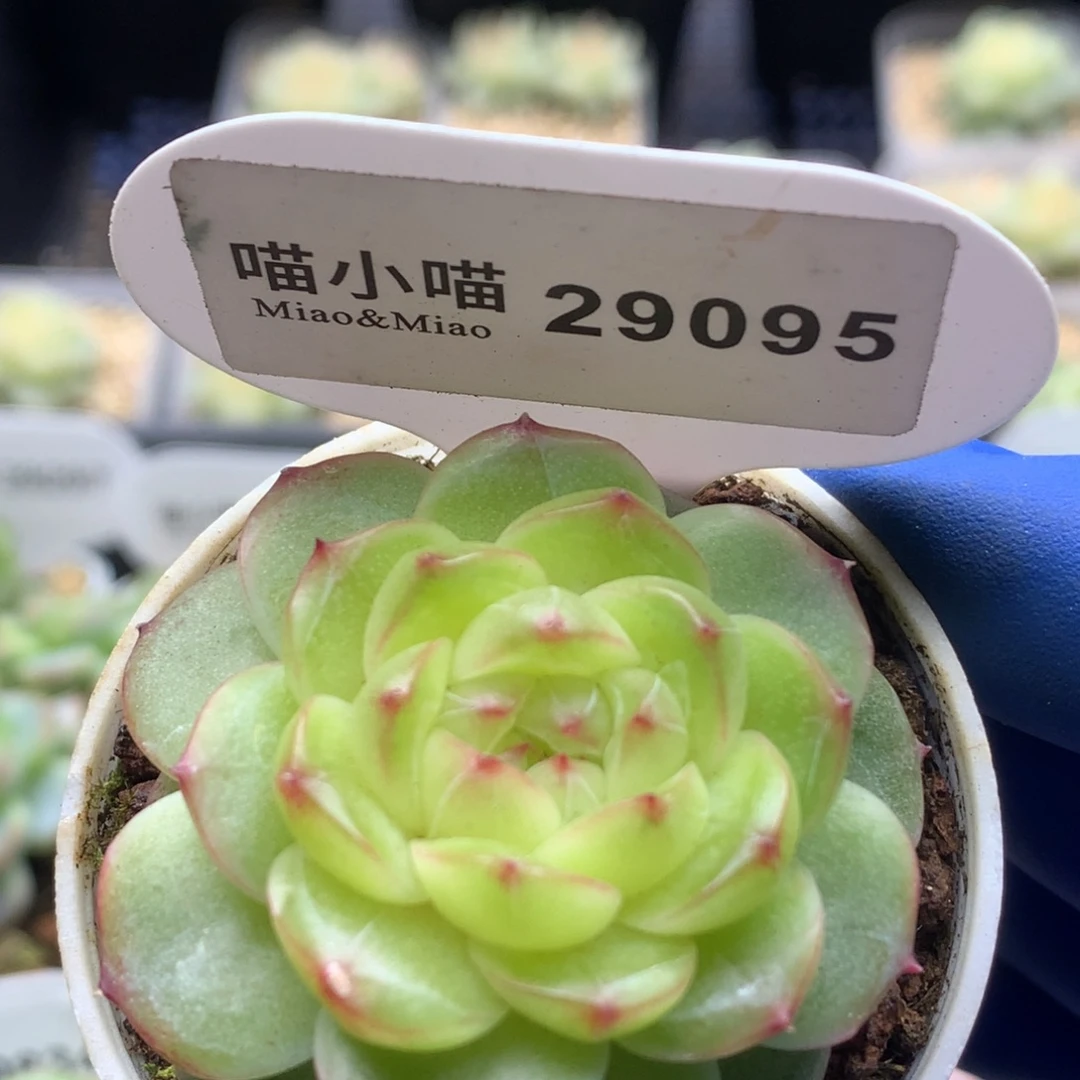 多肉植物杂交珍妮