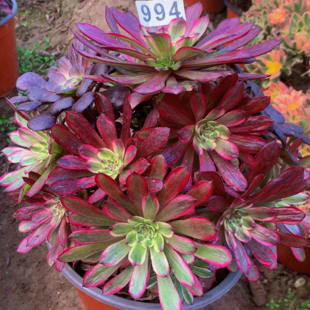 【闪购商品】994紫霞多肉