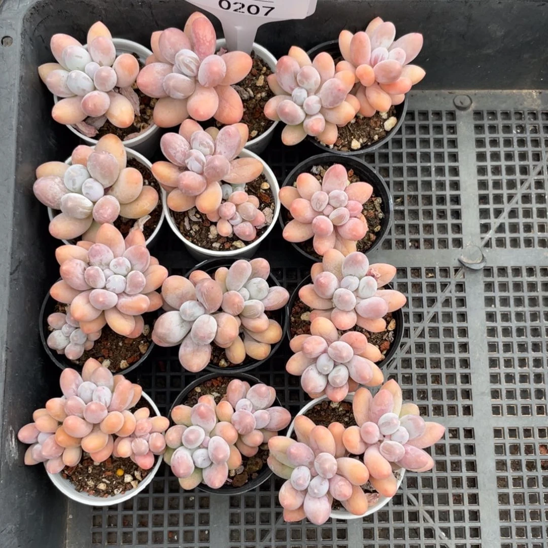 不包整散 盆子不售后0207