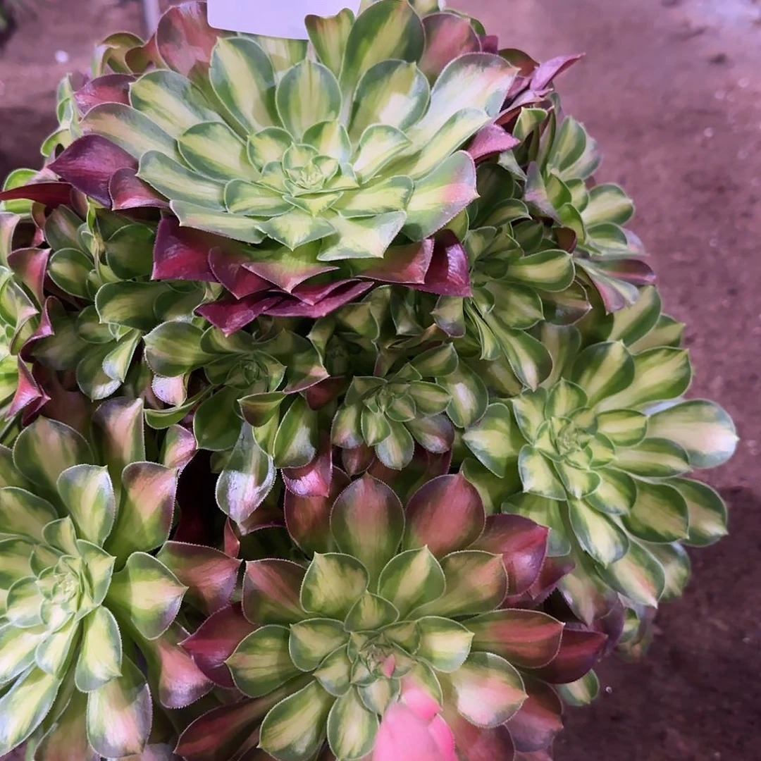 多肉植物韶华2404知否2404