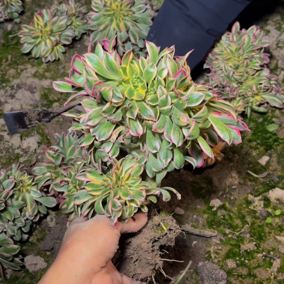 灿烂缀多肉植物捧花