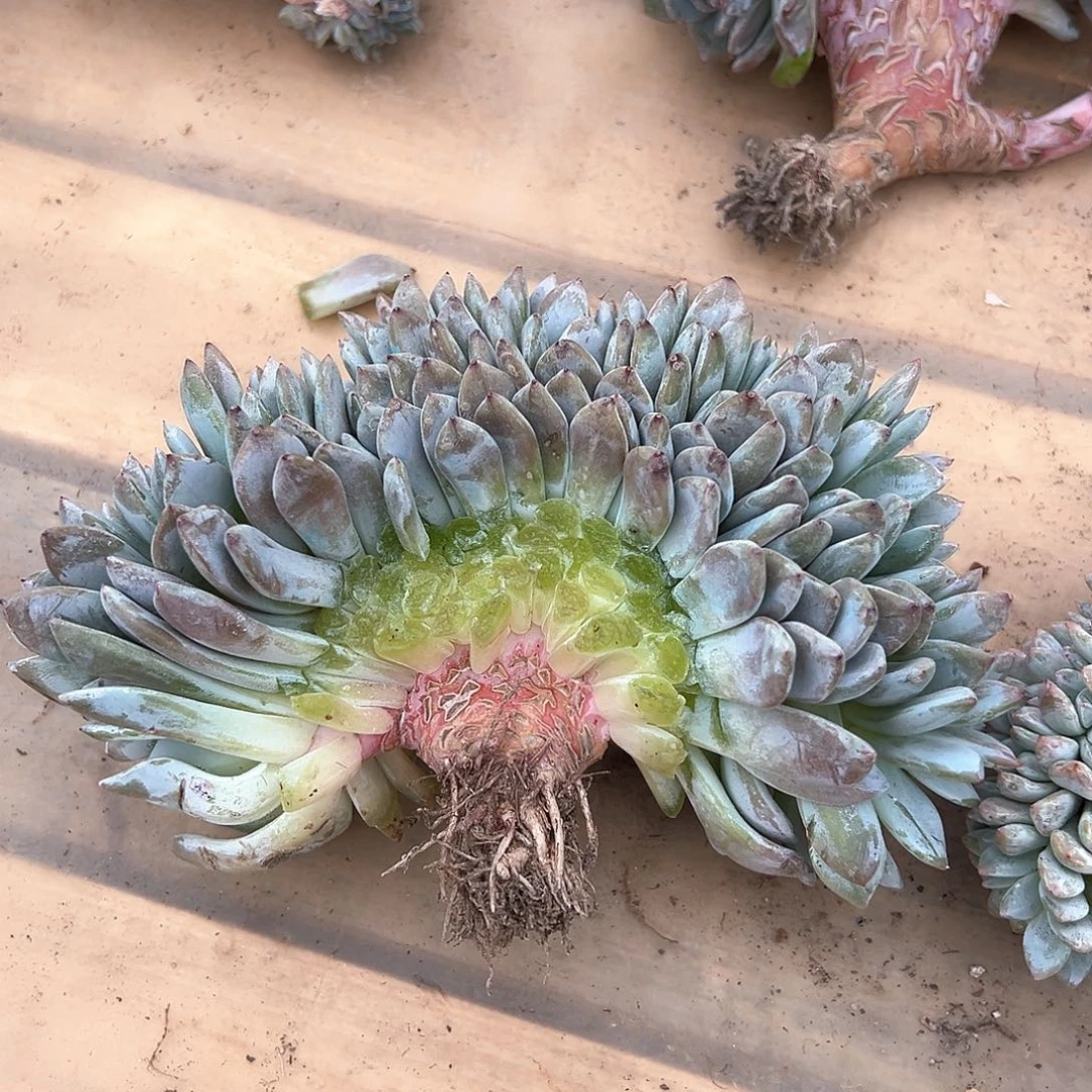 艾*@艾米专拍石榴籽星影缀