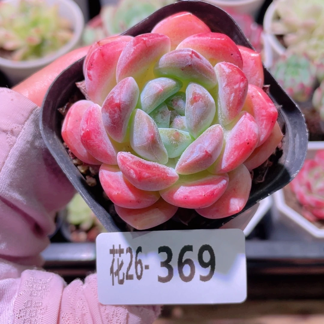 花利美26-369冰糖