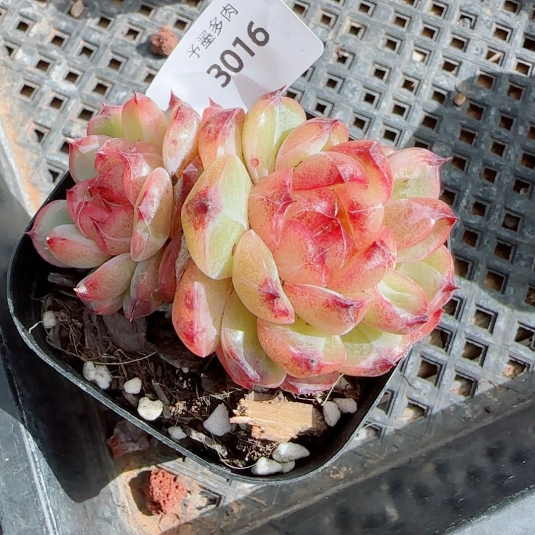 孤品珍妮，3016多肉植物