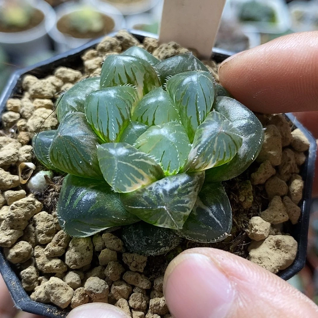 204蓝镜锦哈哈哈哈哈哈