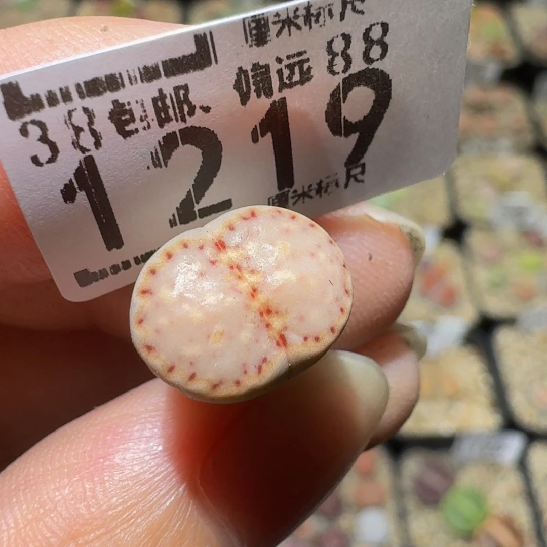 ？***Ssss精品生石花1219