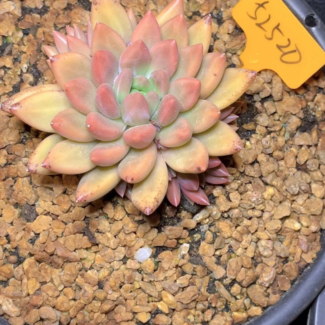 可***狗52520号晚上多肉植物群生多肉