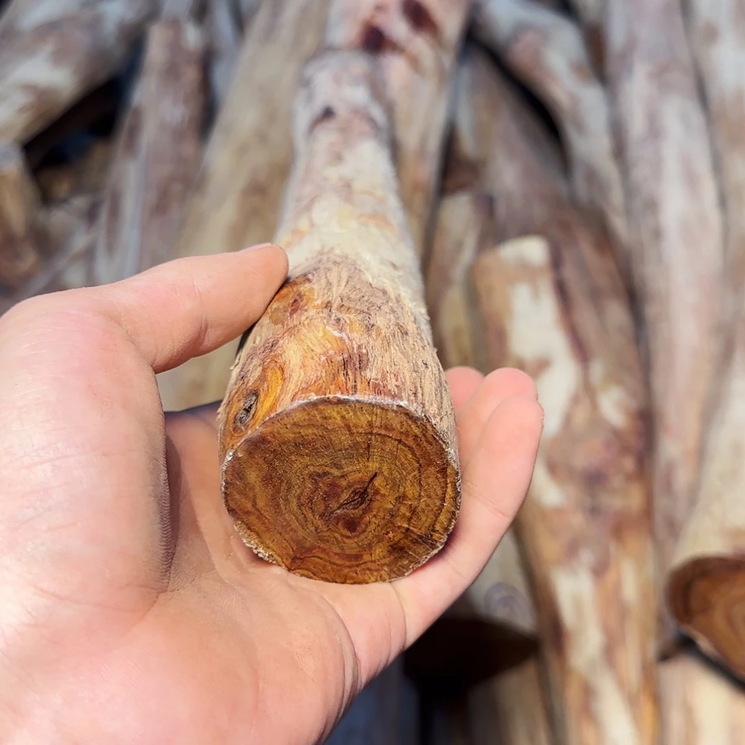 黄花梨/降香黄檀王**外