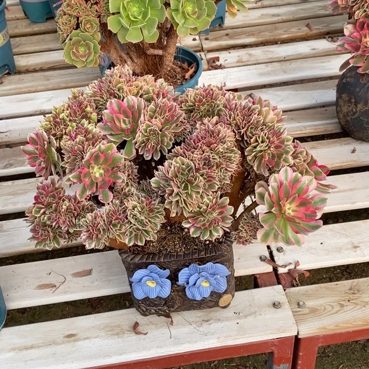 粉女巫不带花盆脱土裸根发货