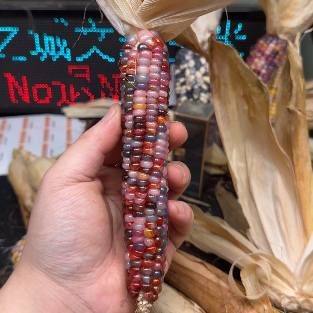 柏香籽/百香籽吊坠猫****?