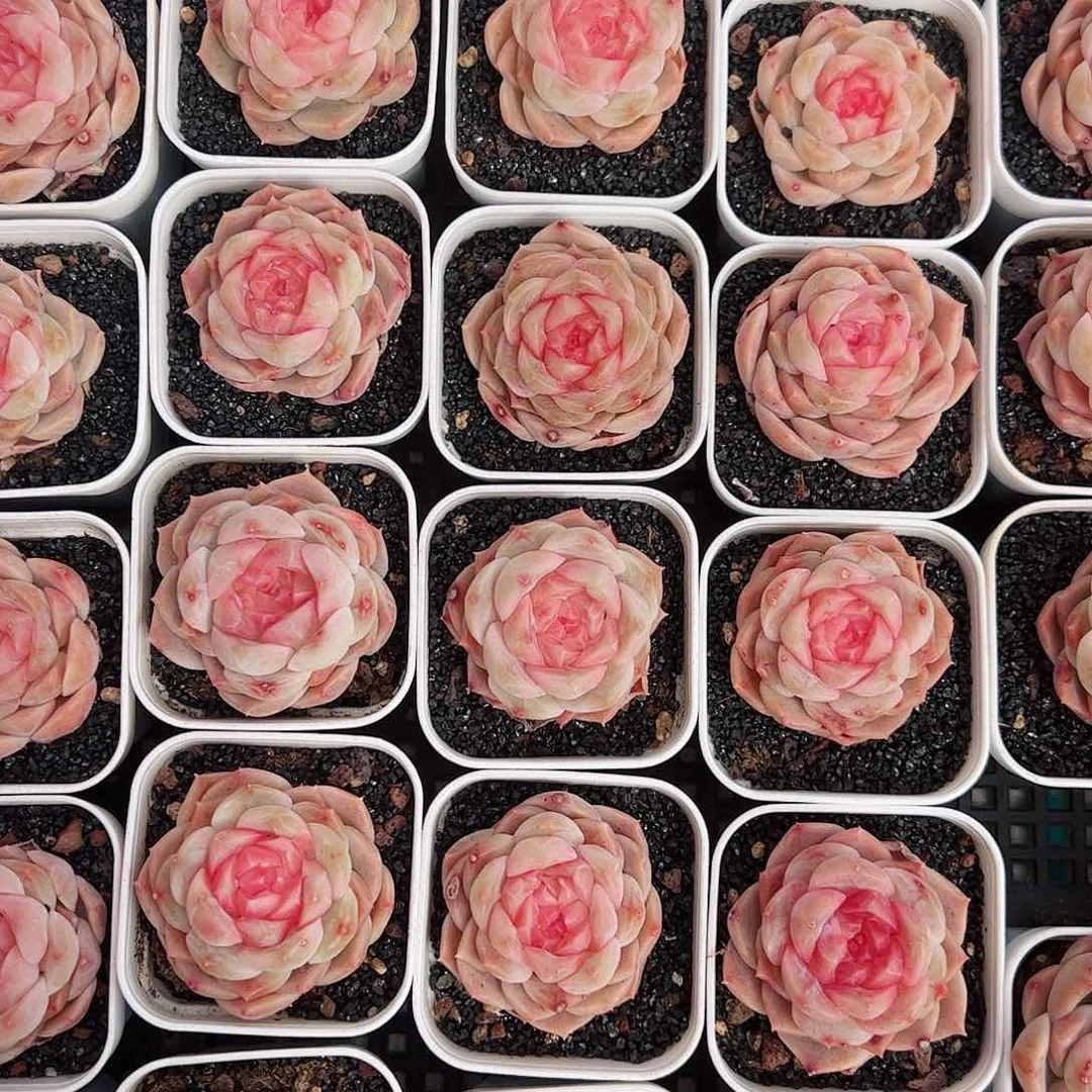 多肉植物梦幻泡影单头