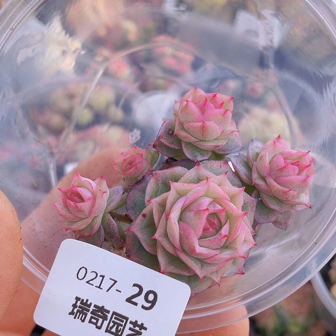 000000000000029量拍