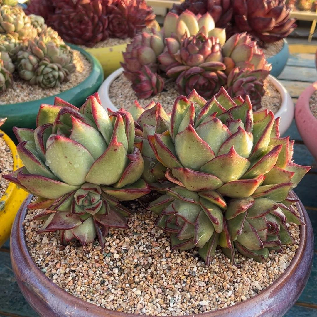 从前慢多肉精选编号0122.5555