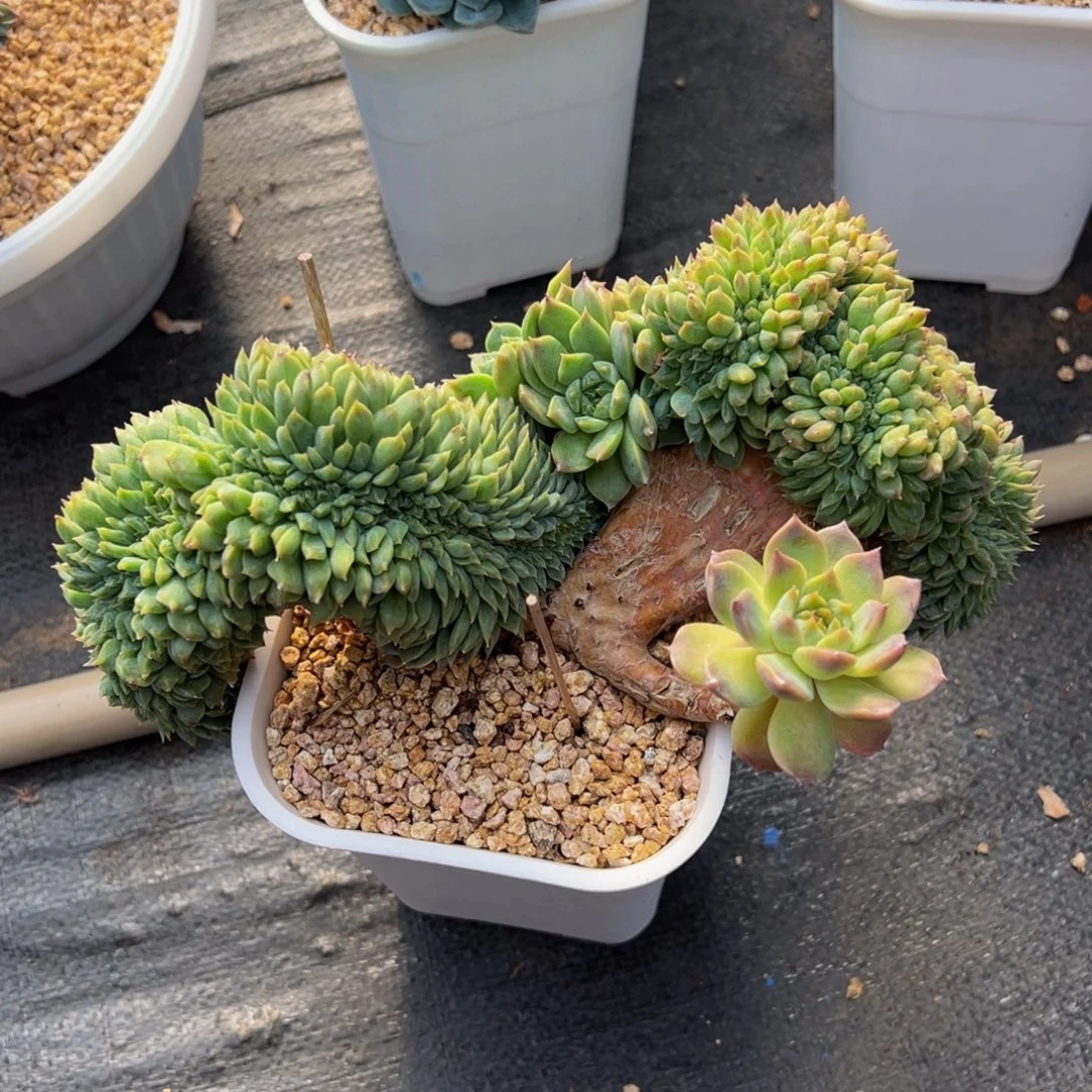 小桃花冰魄缀 天天开心