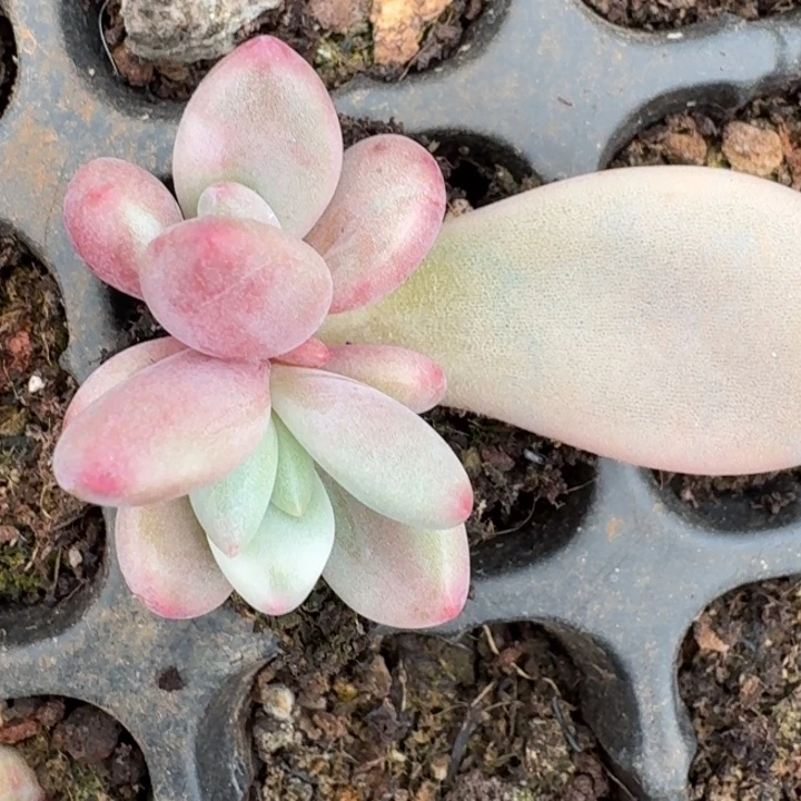 桃花源锦一物一拍
