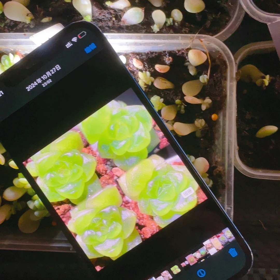 尔本17芝麻苗一个满25包邮