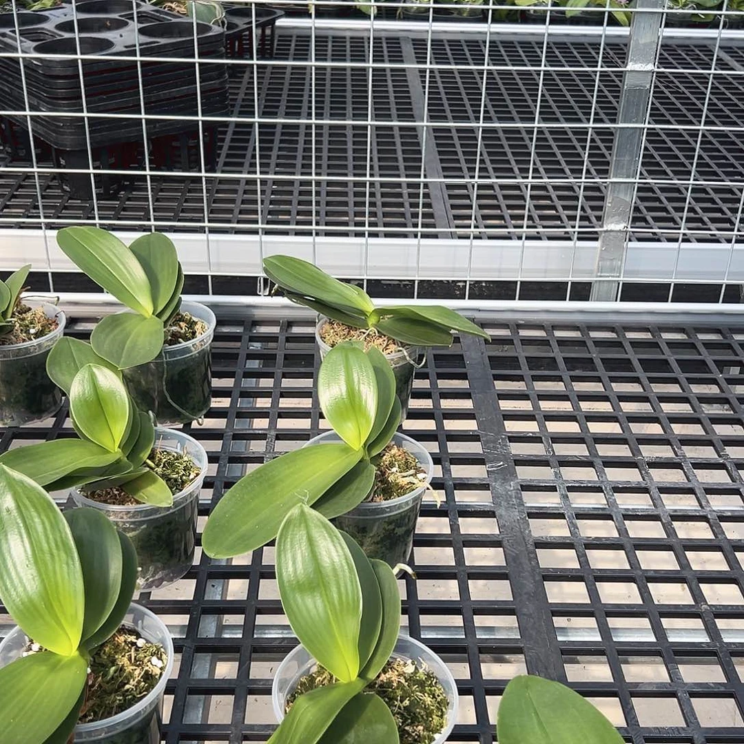 不开花植物雪花4.0苗