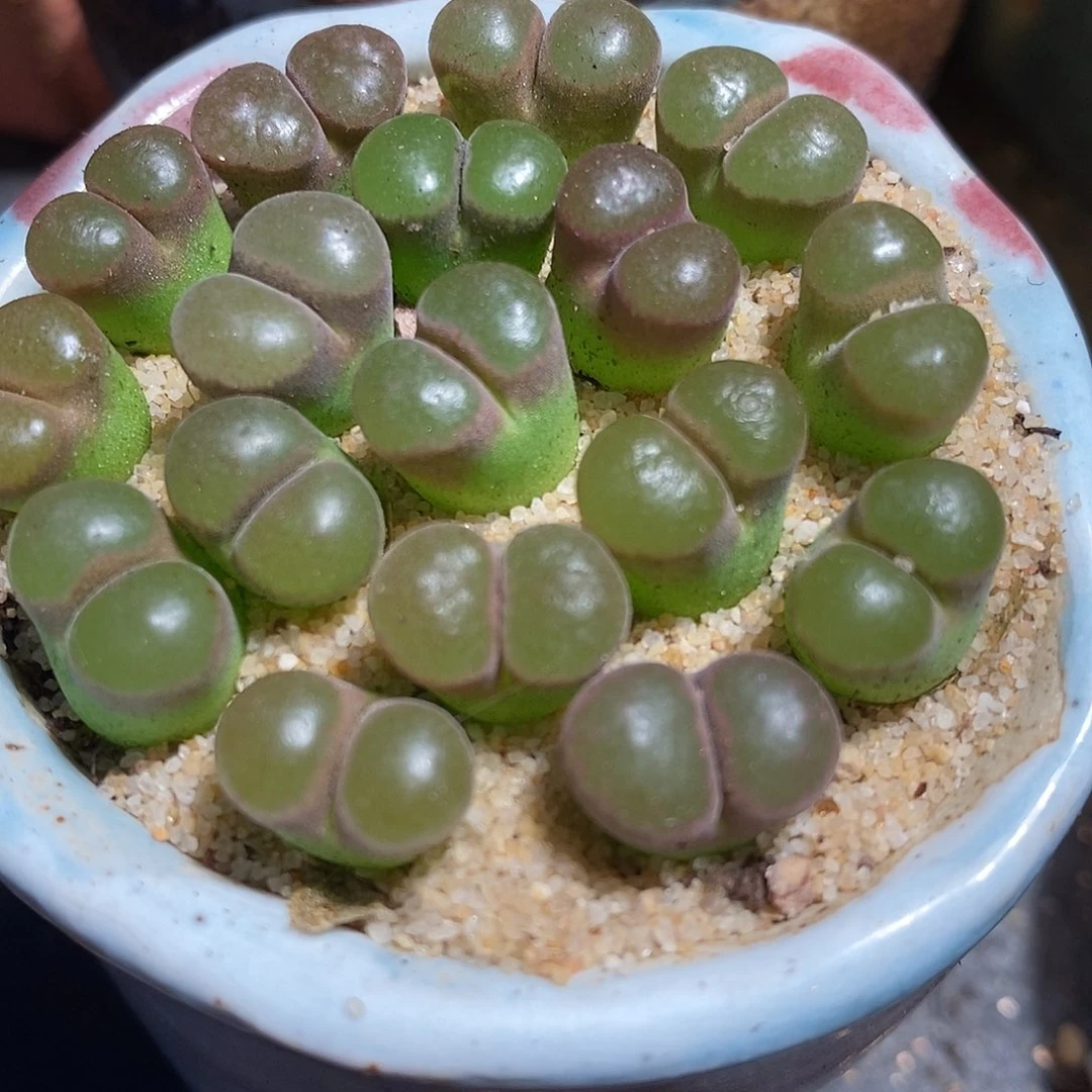粉磁铁风铃一头。