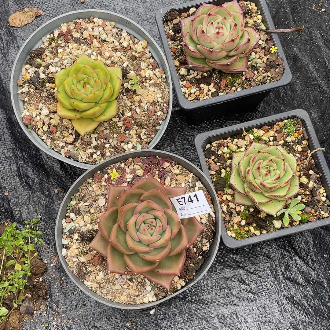 若如东云组拍E741