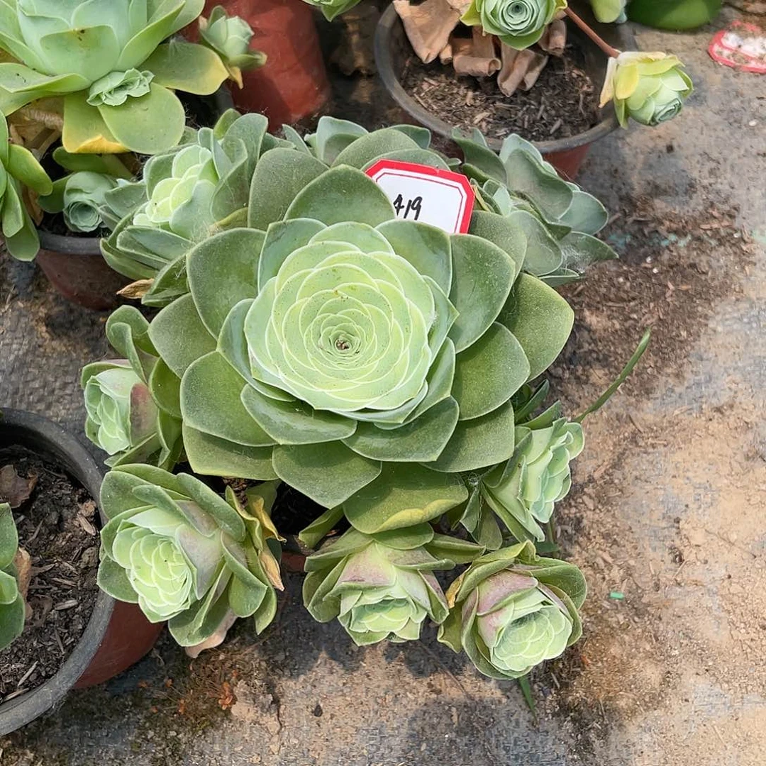山地玫瑰多肉 419