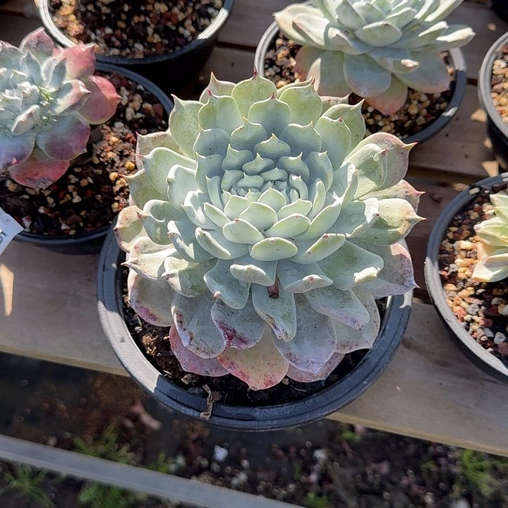 雨*牡丹苹果叶仙女杯